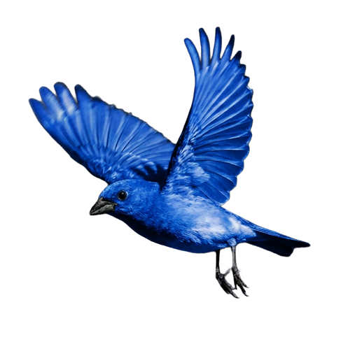 青い鳥