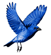 青い鳥